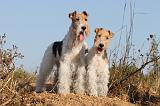 FOX TERRIER 044